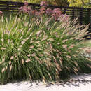Pennisetum alopecuroides - Lampenputzergras