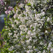 Prunus eminens 'Gloriette': Bild 1/4