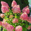 Hydrangea paniculata 'Pinky Winky': Bild 2/5