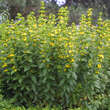 Lysimachia punctata: Bild 2/4