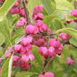 Euonymus phellomanus: Bild 1/3