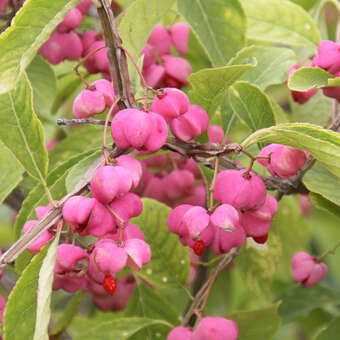 Euonymus phellomanus