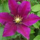 Clematis 'Niobe' - Waldrebe, Großblumige Garten-Clematis