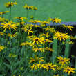 Rudbeckia fulgida speciosa: Bild 1/1