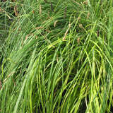 Carex flacca - Blaue Segge