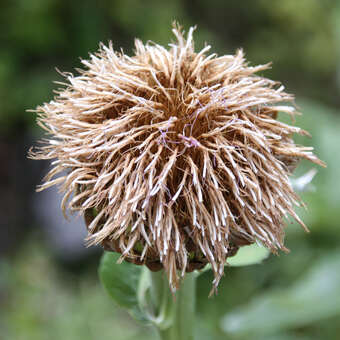 Leuzea rhapontica