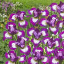 Iris sibirica 'Currier' - Sibirische Schwertlilie