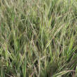 Phalaris arundinacea 'Feesey': Bild 1/4