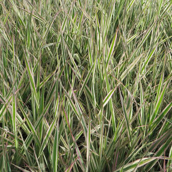 Phalaris arundinacea 'Feesey'