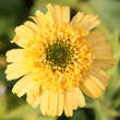 Echinacea purpurea 'Meteor Yellow': Bild 2/3