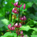 Lilium martagon - Türkenbundlilie