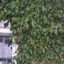 Hedera colchica 'Dentata' - Kolchischer Efeu