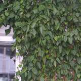 Hedera colchica 'Dentata' - Kolchischer Efeu