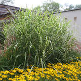 Miscanthus sinensis 'Strictus' - Chinaschilf, Stachelschweingras