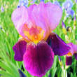 Iris germanica 'Latin Lover': Bild 1/1