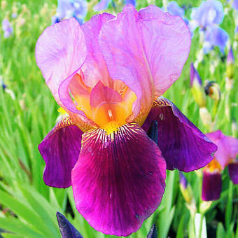 Iris germanica 'Latin Lover'