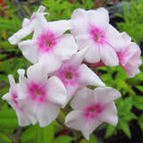 Phlox paniculata 'Europa' - Hoher Gartenphlox