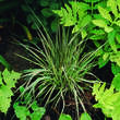 Molinia caerulea 'Variegata': Bild 2/2
