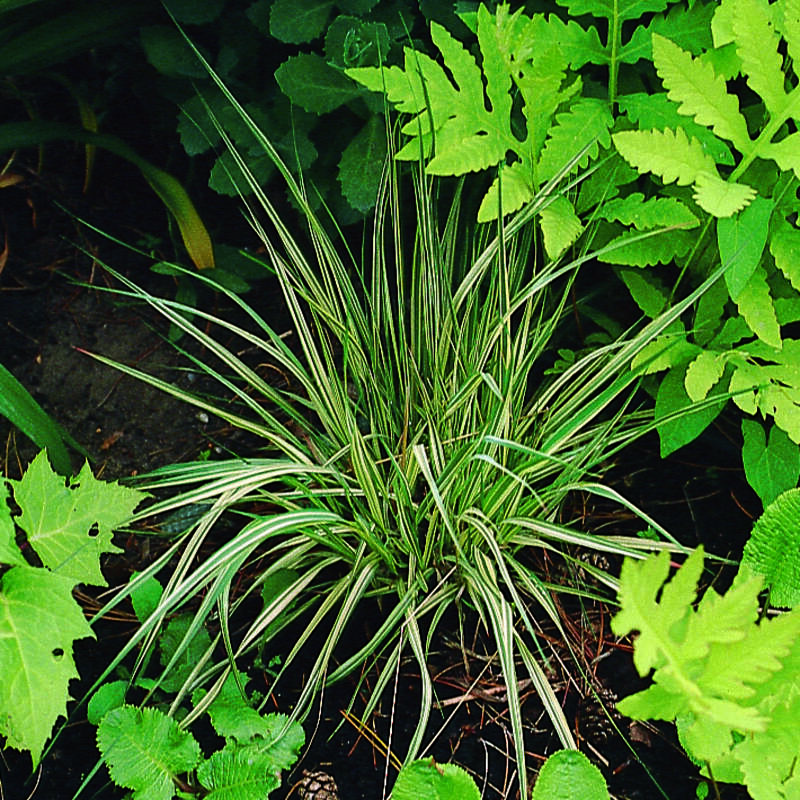 Pfeifengras - Molinia caerulea 'Variegata' - braune hren