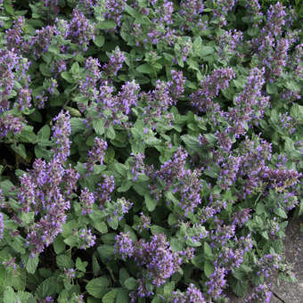 Nepeta faassenii 'Purple Haze