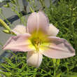 Hemerocallis 'Catherine Woodbury': Bild 3/4