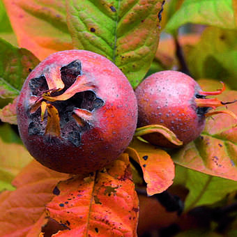 Mespilus germanica 'Mispel von Metz'