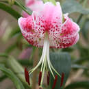 Lilium speciosum 'Roseum' - Rosenlilie, Prachtlilie