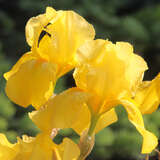 Iris germanica 'Ola Kala' - Hohe Schwertlilie, Iris