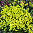 Sedum acre: Bild 1/4