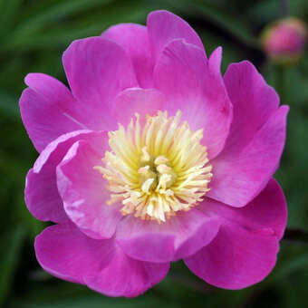 Paeonia lactifl. 'Wladyslawa'