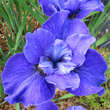 Iris sibirica 'Harpswell Halleluja': Bild 2/2