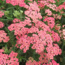 Achillea millefolium  'Apricot Delight' - Schafgarbe