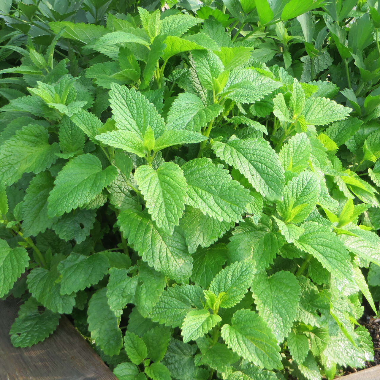 Zitronenmelisse Melissa Officinalis Wei 