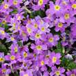 Primula juliae 'Groenekan's Glorie': Bild 4/5