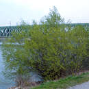 Salix viminalis - Flechtweide