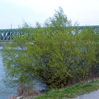 Flechtweide - Salix viminalis