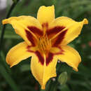 Hemerocallis 'Bonanza' - Taglilie