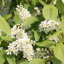 Prunus padus - HeimischeTraubenkirsche