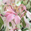 Acer negundo 'Flamingo': Bild 1/5