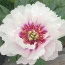Paeonia Itoh-Hybr. 'Cora Louise' - Pfingstrose Intersectional-Hybride