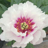 Paeonia Itoh-Hybr. 'Cora Louise' - Pfingstrose Intersectional-Hybride