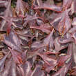 Persicaria microceph. 'Red Dragon': Bild 1/5