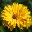 Heliopsis hel. 'Spitzentänzerin': Bild 1/3