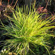 Festuca glauca 'Golden Toupee': Bild 2/3