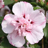 Hibiscus syriacus 'Carneus Plenus' - Eibisch