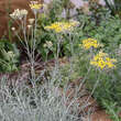Helichrysum italicum: Bild 4/7