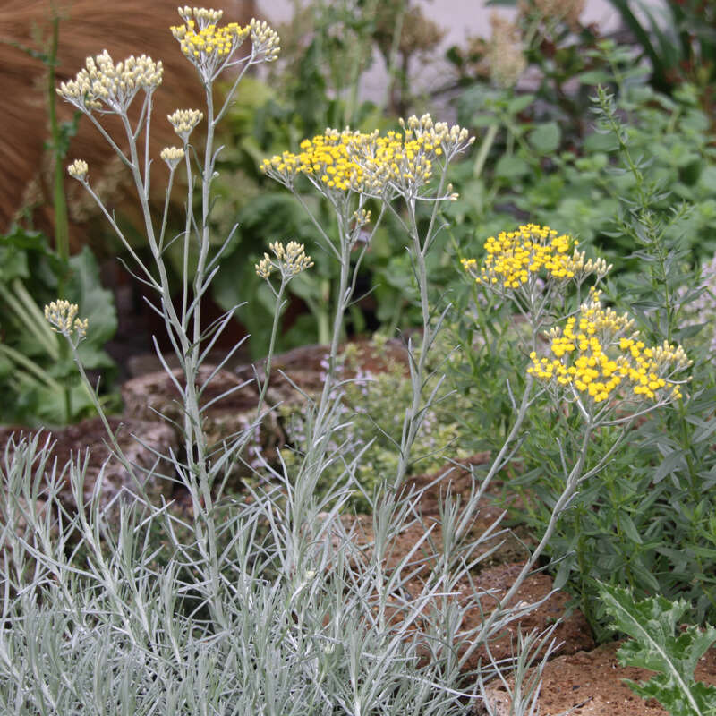 Currykraut (Helichrysum Italicum) Im 11x11 Cm Topf – Mediterranes Duftkraut