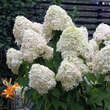 Hydrangea paniculata 'Phantom': Bild 1/6