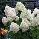 Hydrangea paniculata diamant rouge Hydrangea paniculata diamant rouge