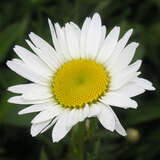 Leucanthemum superbum 'Polaris' - Sommermargerite